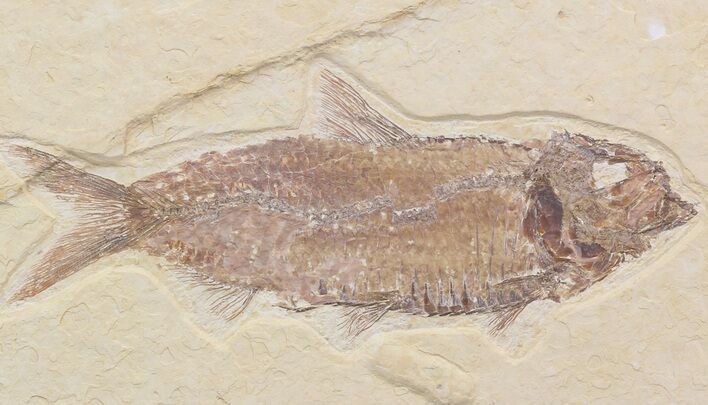 Detailed, Knightia Fossil Fish - Wyoming #42483